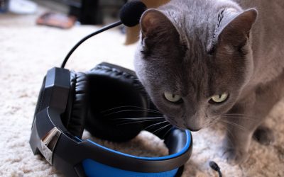 Western Howl’s songs to stay sane during quarantine