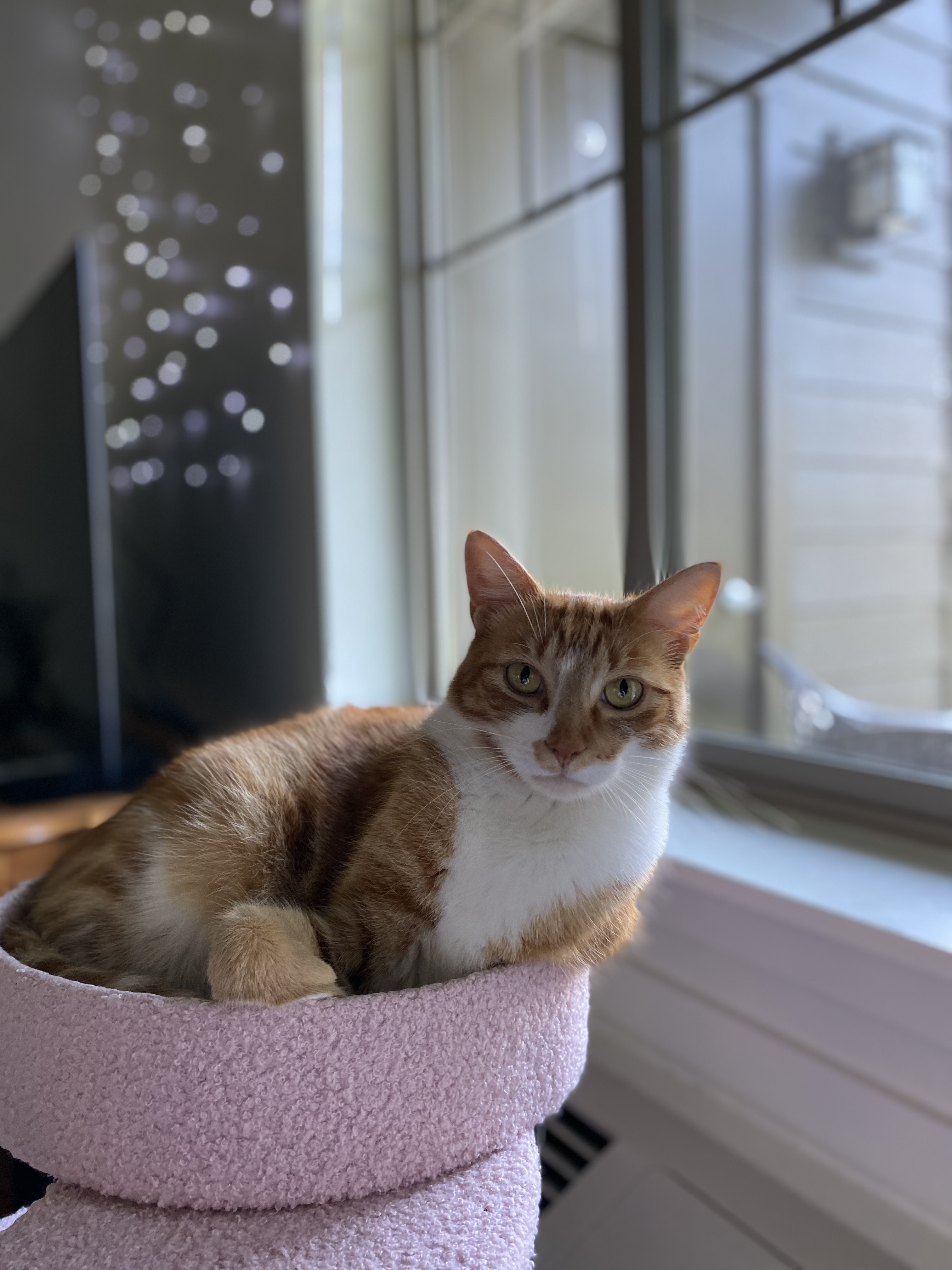 The Functionality of a Cat