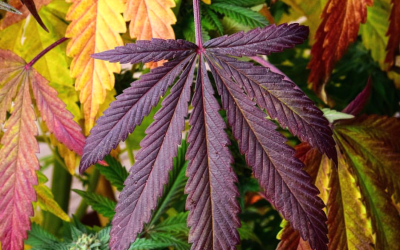 Weed’s positives and negatives for college students